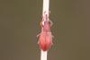 Apioninae inconnu